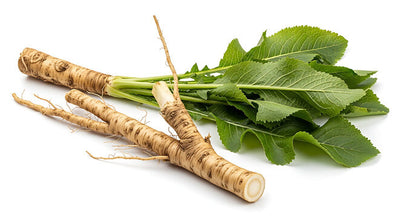 Cleavers & Burdock