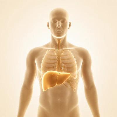 Fatty Liver & Glutathione Support