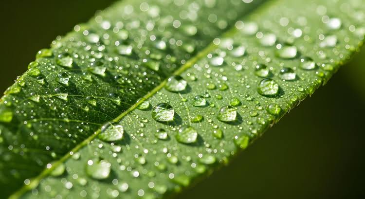 Dual-Action: Breakdown + Microflora