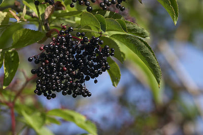 Elderberry & Echinacea
