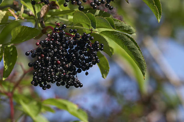 Elderberry & Echinacea